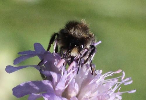 Bombus lapidarius